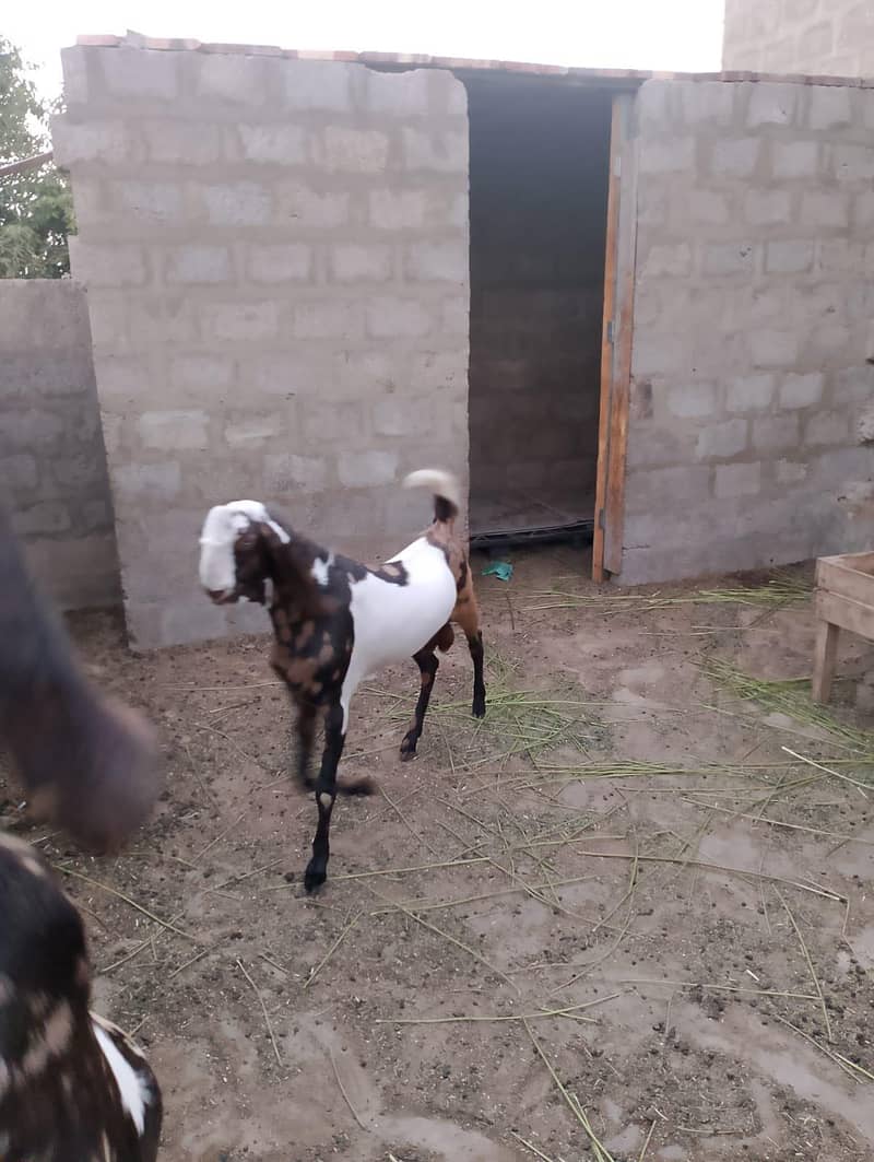 Bakra 2026 2