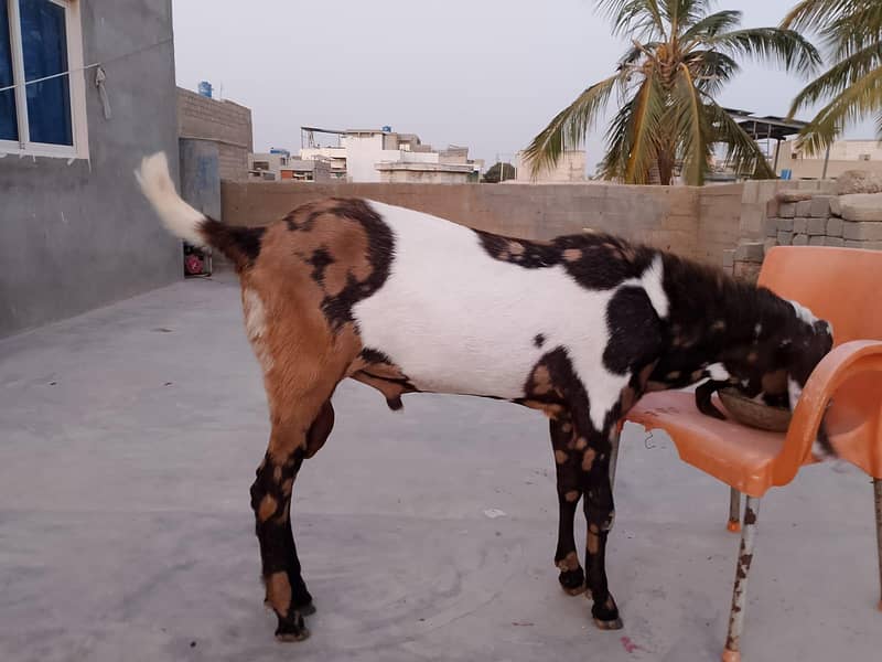 Bakra 2026 3