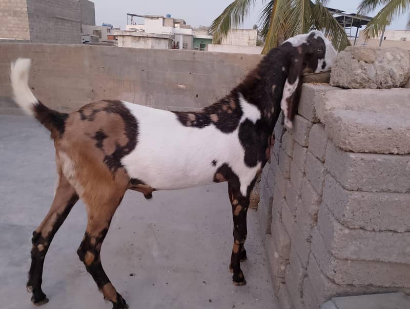 Bakra 2026 4