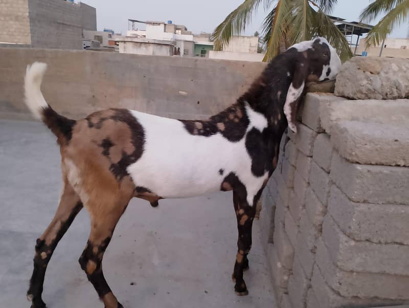 Bakra 2026 5