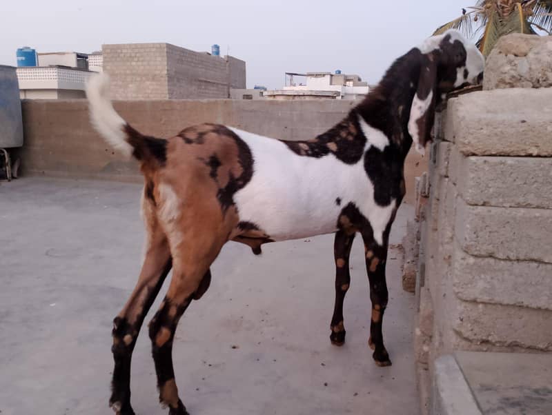 Bakra 2026 6