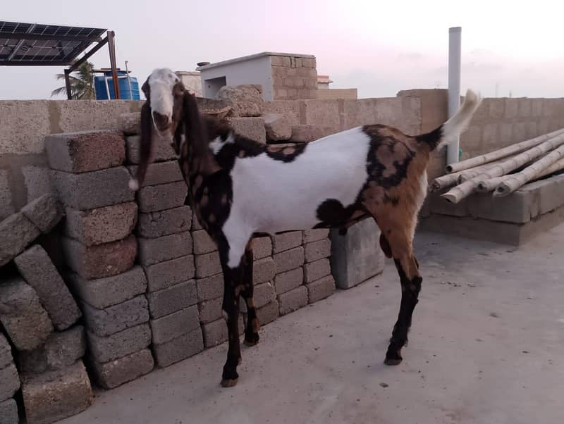 Bakra 2026 7