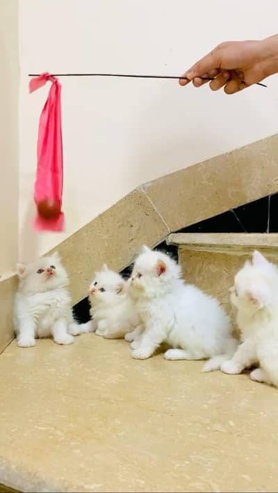 persian cat