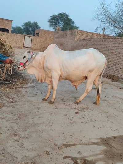 Qurbani ka Bachra  for sale