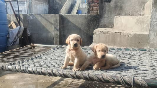 sweat Labrador colour brown and creamie last 2 puppies available male