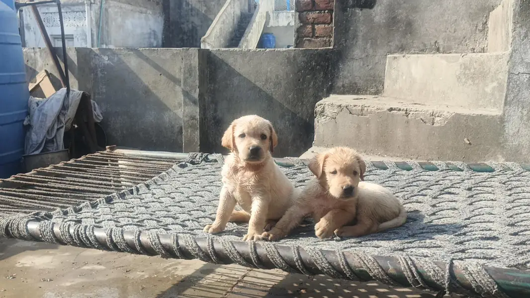 sweat Labrador colour brown and creamie last 2 puppies available male — photo 2