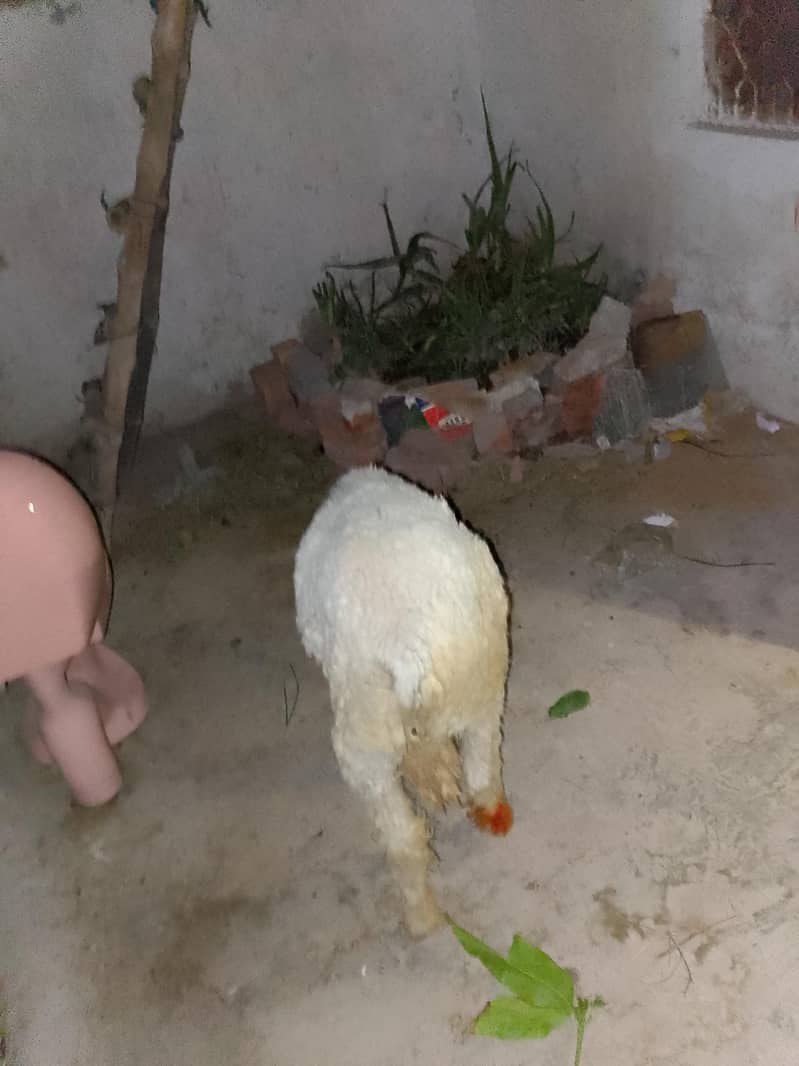 chatra 1