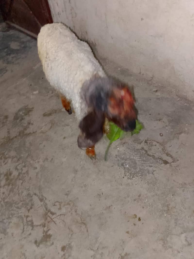 chatra 3