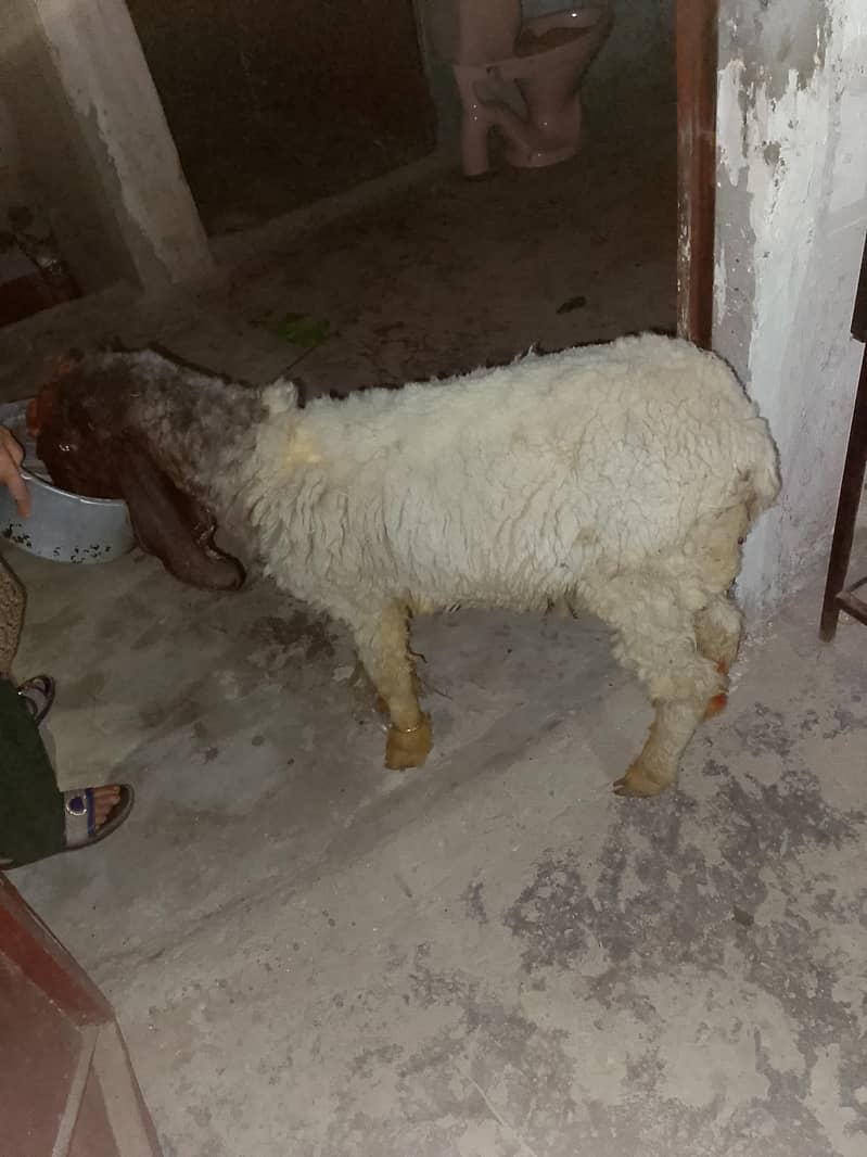 chatra 5