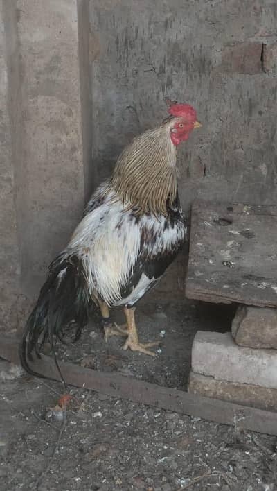 Pure Aseel Breed & Full Heavy Patha