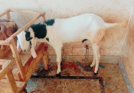 Qurbai K bakry | Goats for Sale