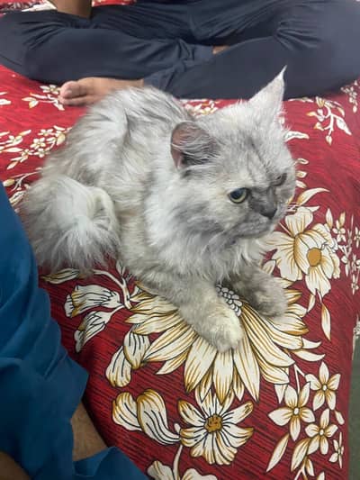 cat for sell