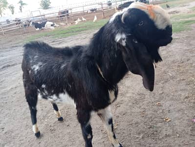 Bakra Qurbani 2026 goat
