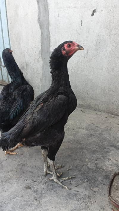 Thai Chicks | Thai | Bermi Chicks | Bermi | Bermi | Hens | Aseel