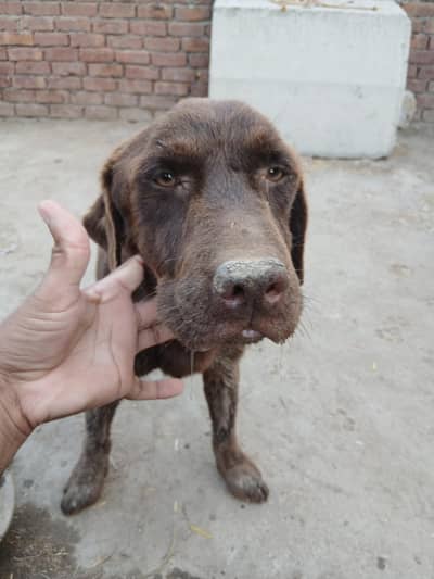 labara dor dog active vacition don