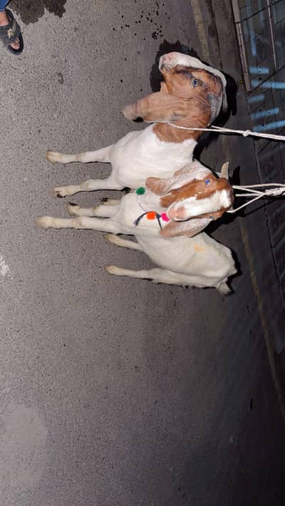 desi bakra for sale