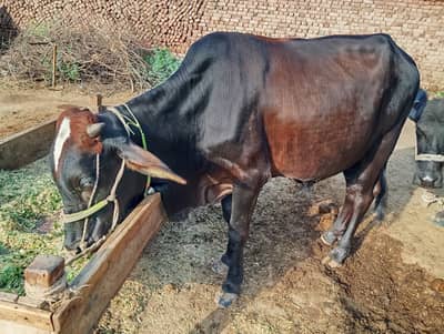 Qurbani Bull | wacha | Bachra | Qurbani 2026 | 2 Dant