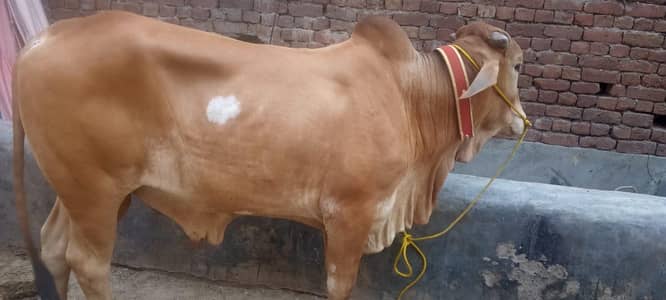 Bachra doonda ha