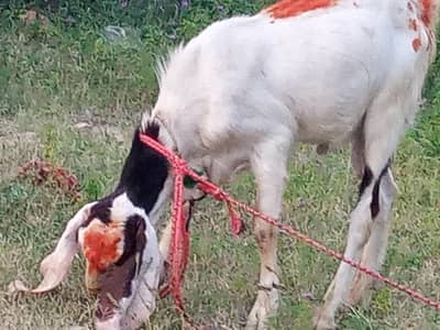 2 x Goat for Sale
