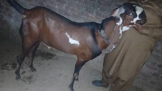 4 dant bakra