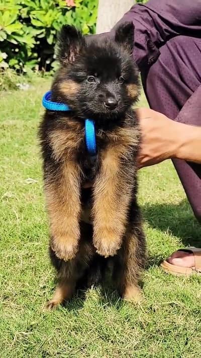 German Shepherd puppy for sale