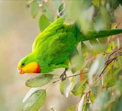 Barraband parrot pair