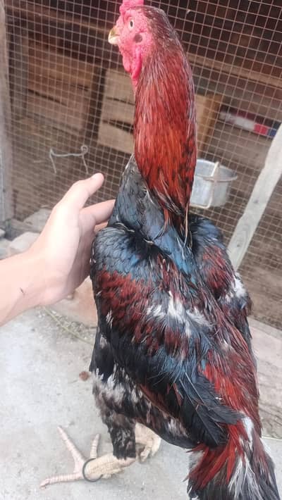 Aseel hens Pair for sale
