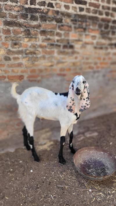 Goat best