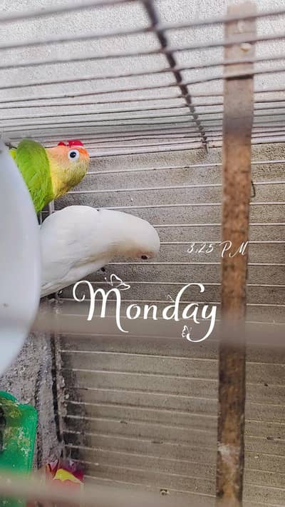 love birds parrot for sale urgent