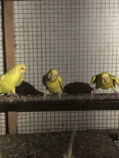 Australian Red Eye Parrot Pair for Sale