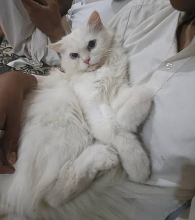 Blue eyes female persian cat. .