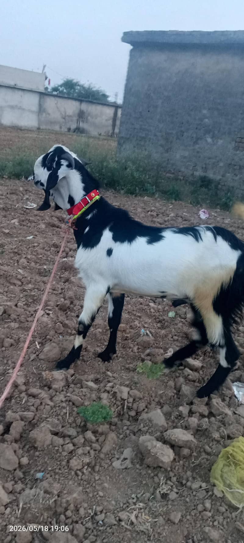 بکرا فار سیل 0