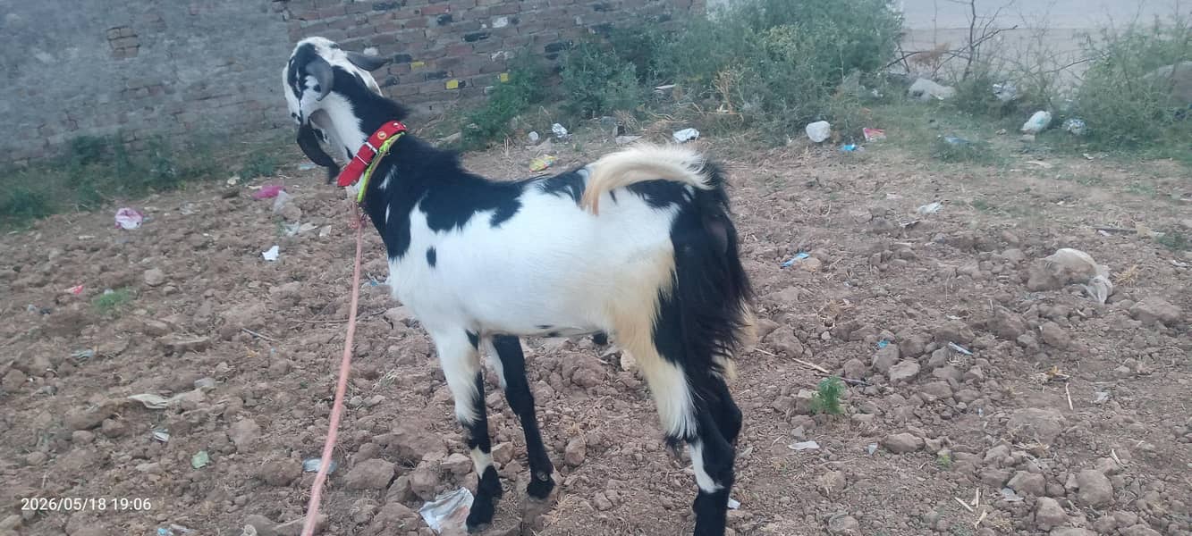 بکرا فار سیل 1