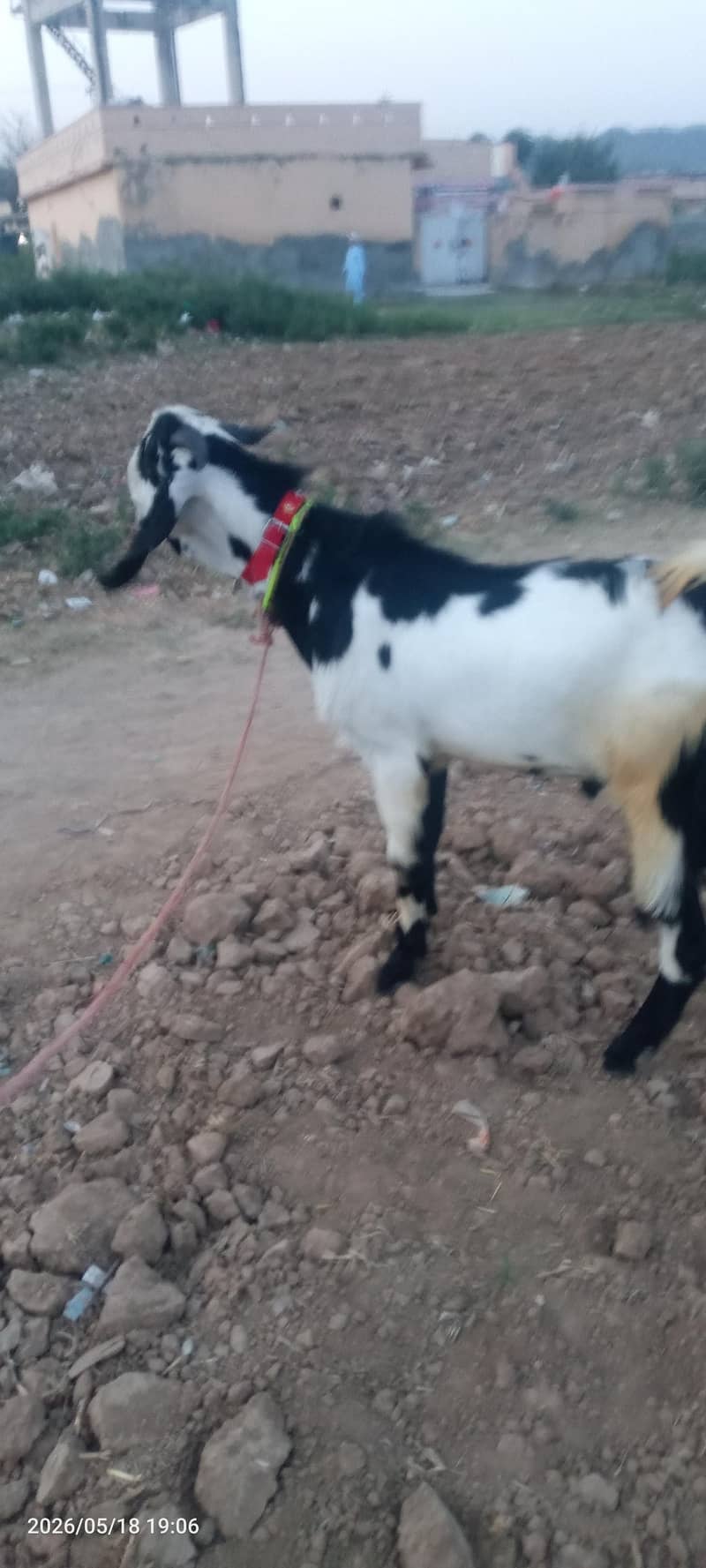 بکرا فار سیل 2