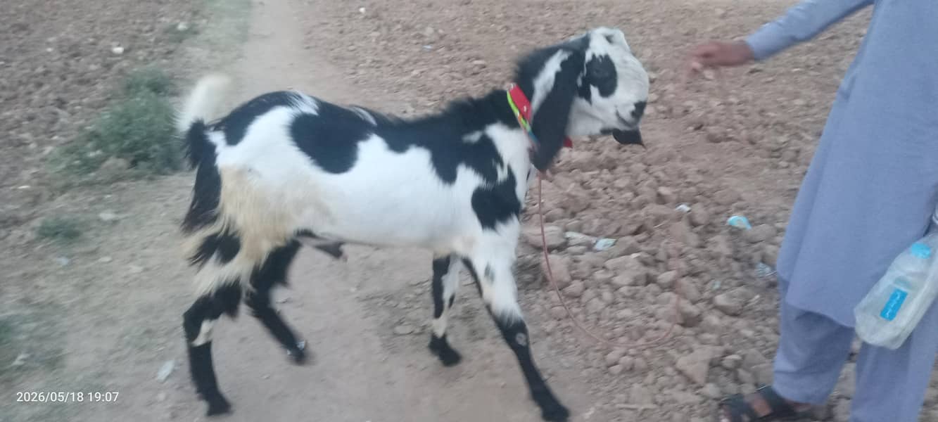 بکرا فار سیل 4