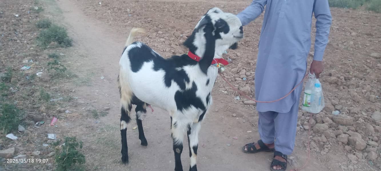 بکرا فار سیل 6