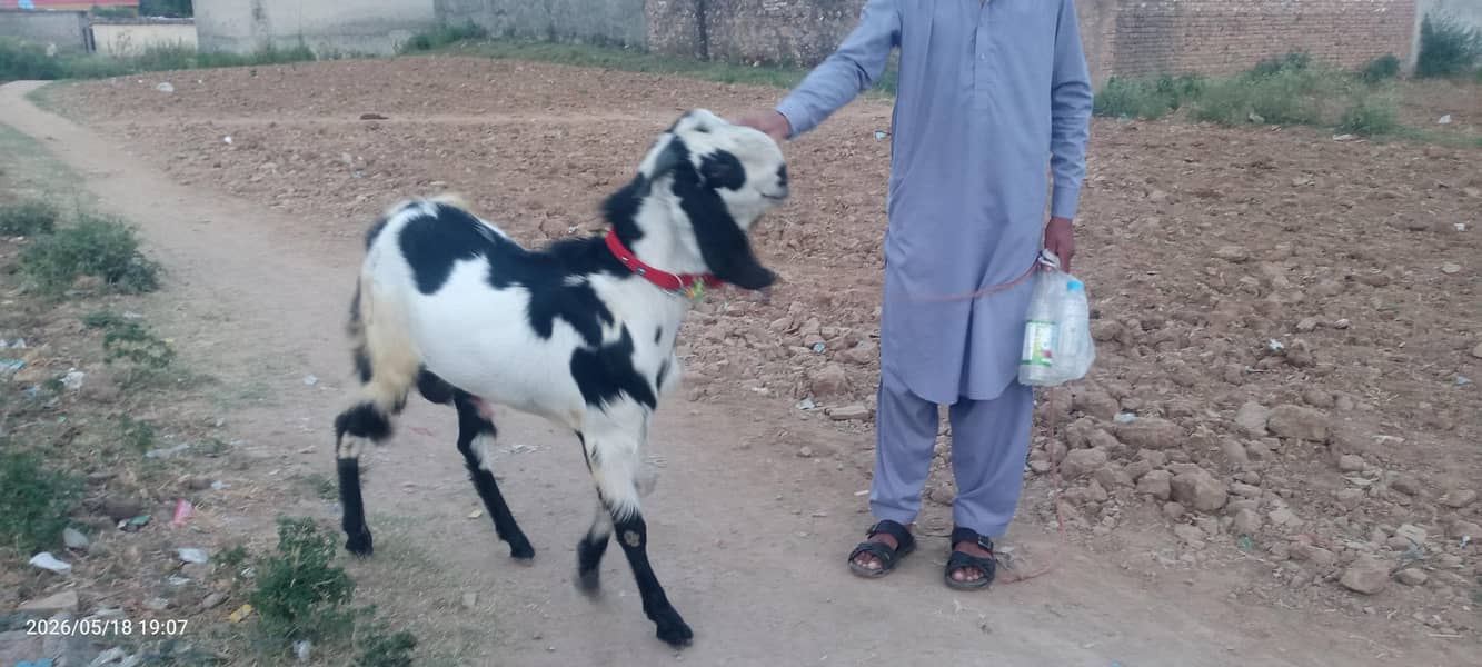 بکرا فار سیل 8