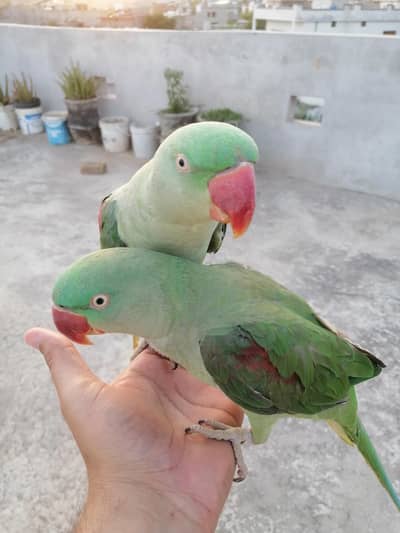 talking parrots