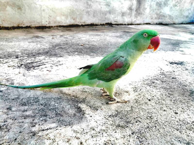 talking parrots 1
