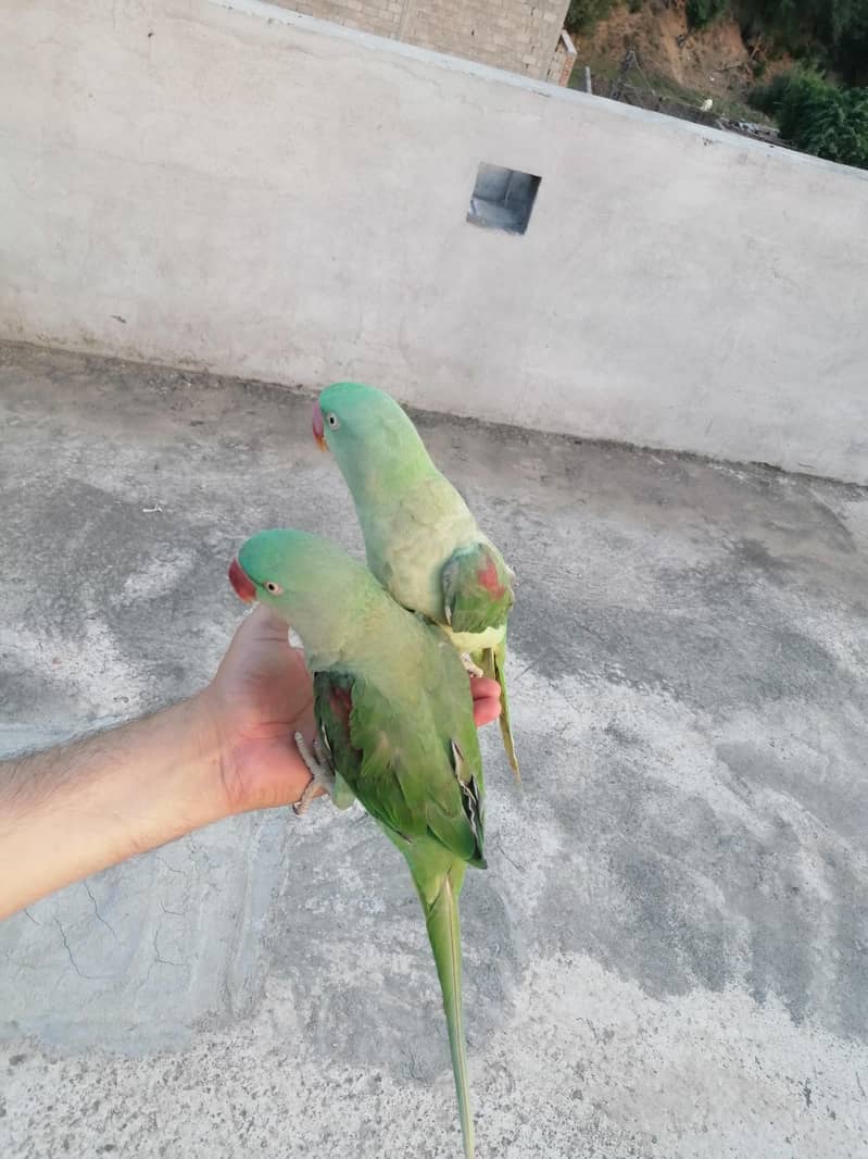 talking parrots 2