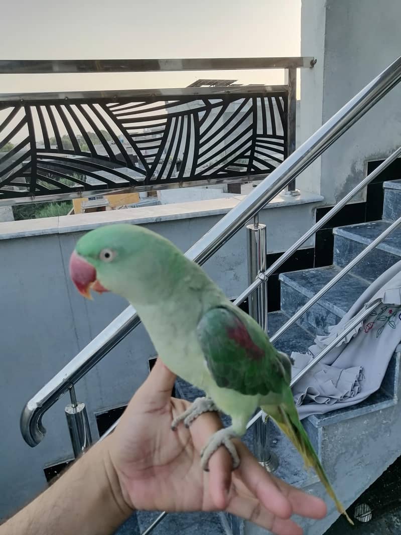 talking parrots 3