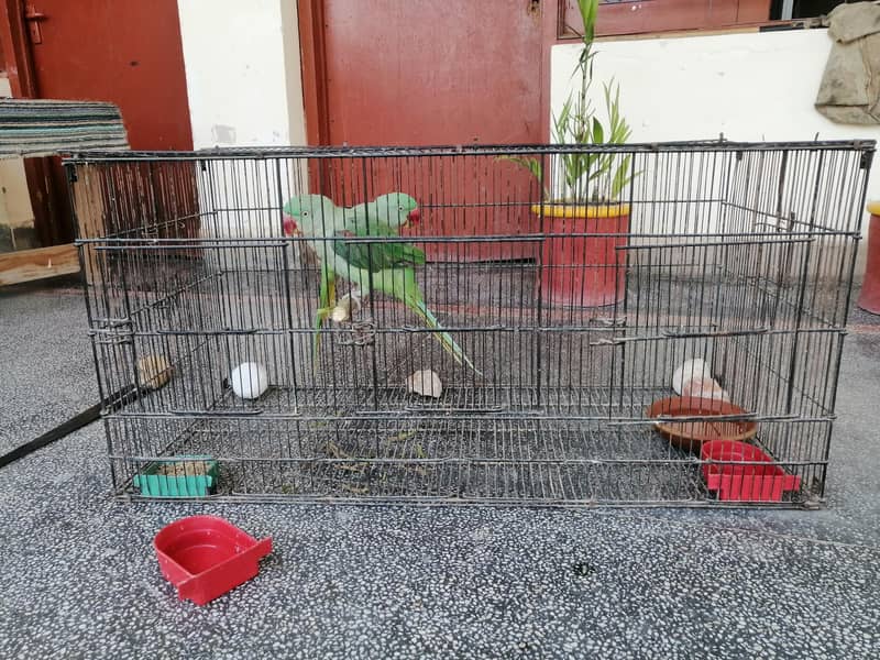 talking parrots 4