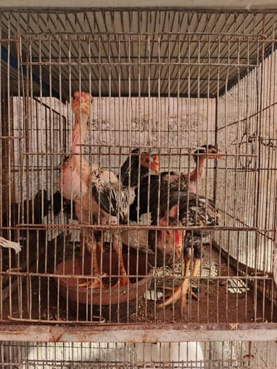 Aseel Chick With Heera Croose Mother