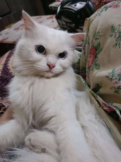 Blue eyes female persian cat. .