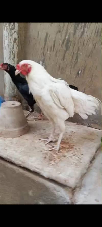 pure Aseel Heera zero size