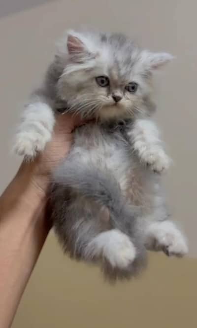 punch face male kitten