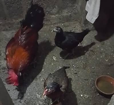 Desi hen 4 pair