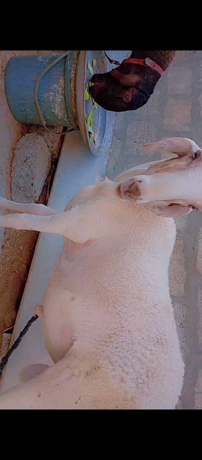 Beautiful White Sheep for Qurbani