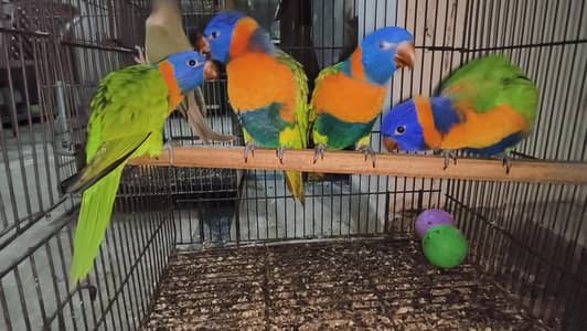 Red Collar Lory