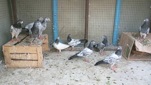 kabli highflyers